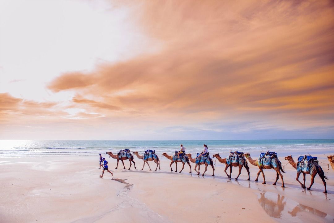 camels in broome